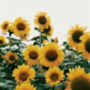 Meet your Posher, Gill